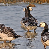 Barnacle Goose  "Branta leucopsis"